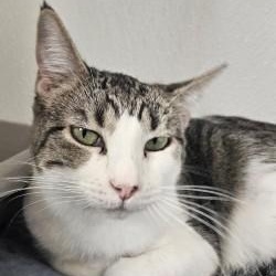 Enlarge Carnita , a ADOPTABLE Domestic Short Hair in Edgewood, NM image 2/2