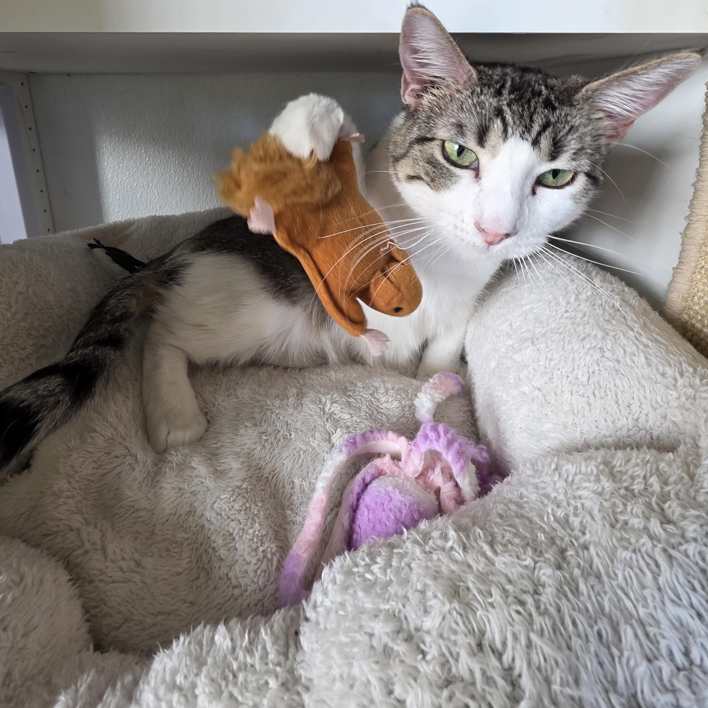 Enlarge Carnita , an adoptable Domestic Short Hair in Edgewood, NM image 2/6