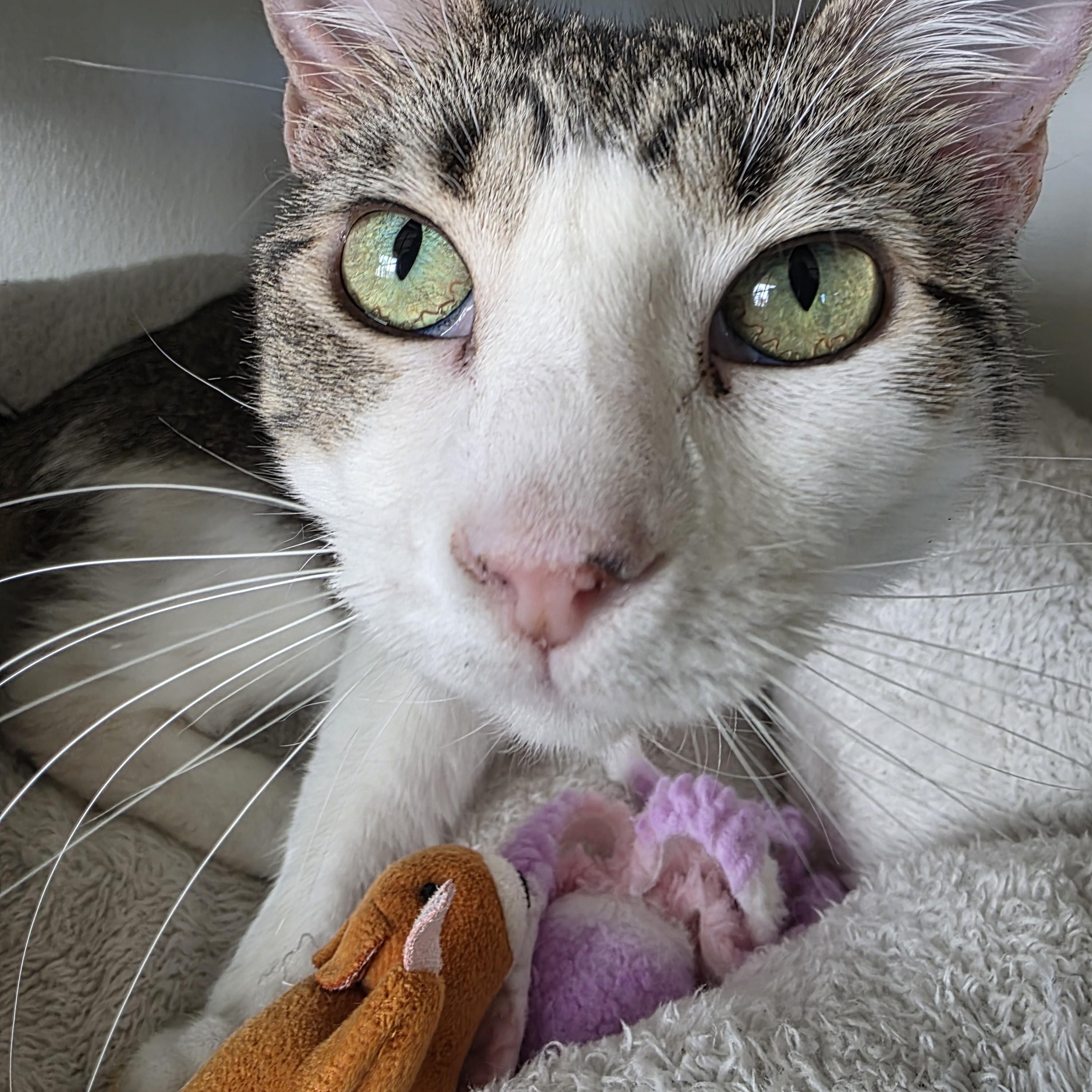 Enlarge Carnita , an adoptable Domestic Short Hair in Edgewood, NM image 4/6