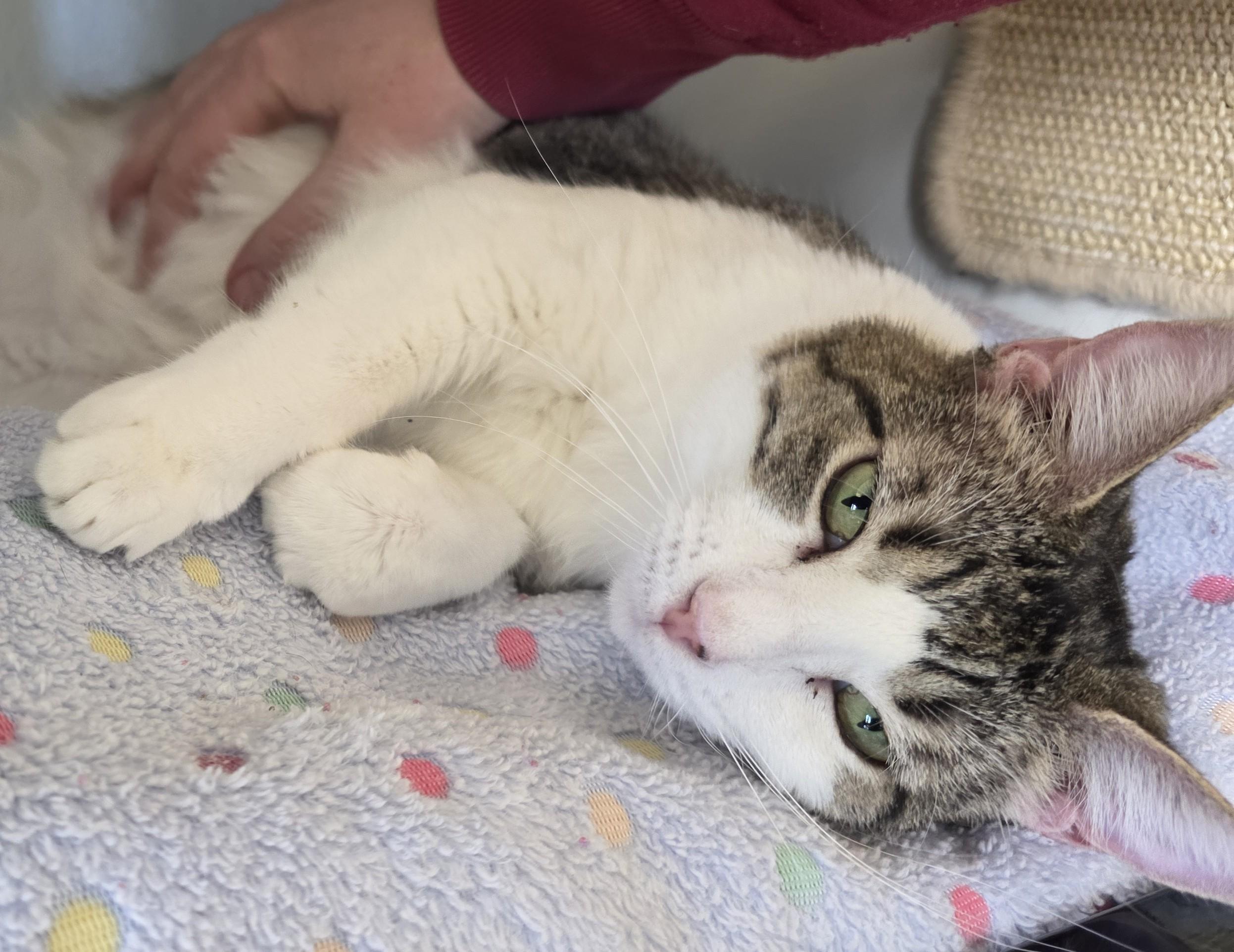 Enlarge Carnita , an adoptable Domestic Short Hair in Edgewood, NM image 1/6