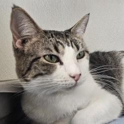 Enlarge Carnita , a ADOPTABLE Domestic Short Hair in Edgewood, NM image 1/2