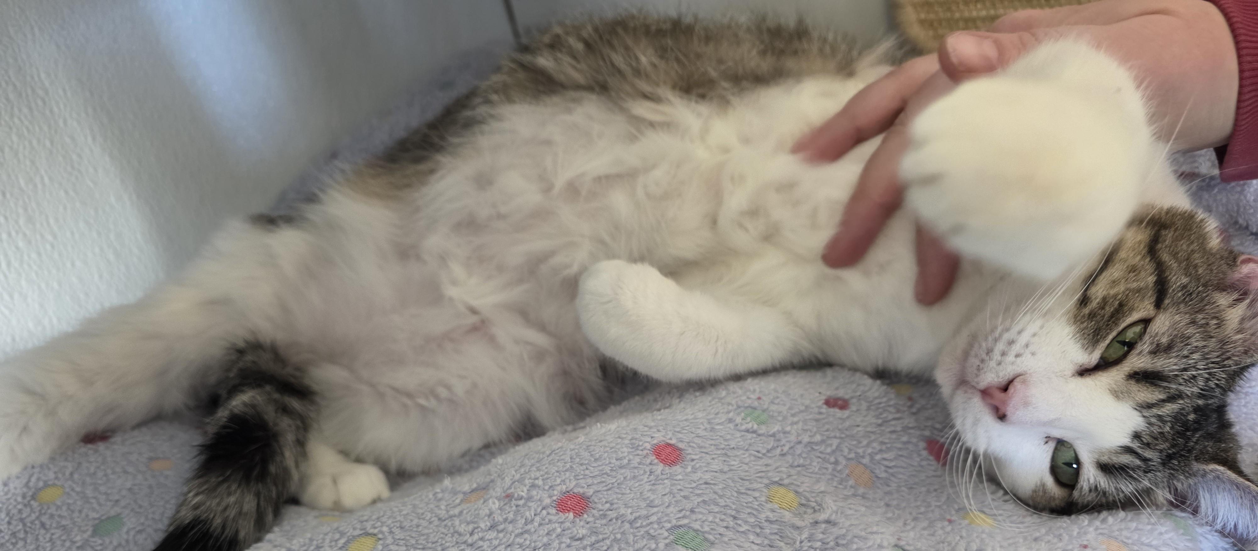 Enlarge Carnita , an adoptable Domestic Short Hair in Edgewood, NM image 3/6