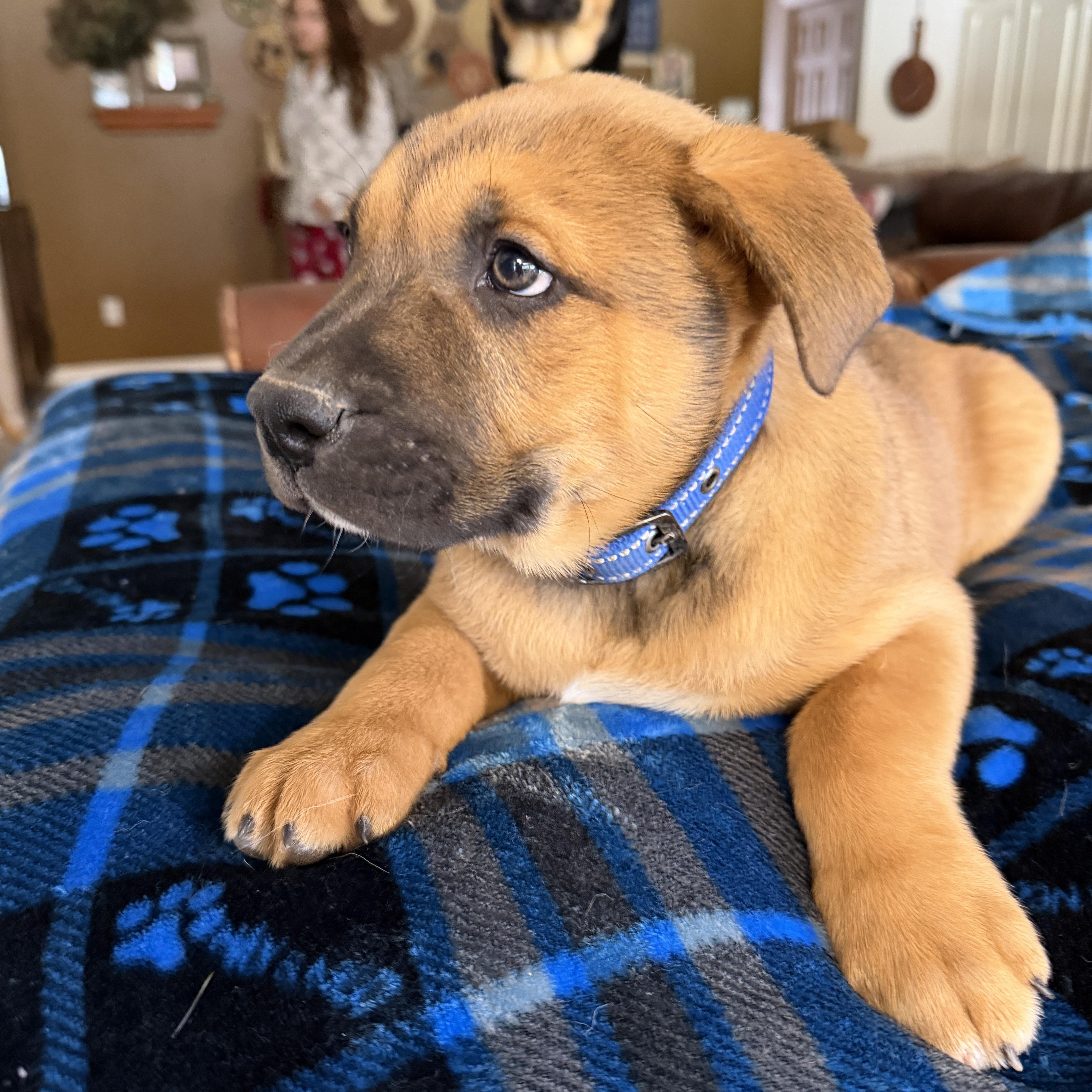 Enlarge Hank, a Adoptable mixed breed in Gilbert, AZ image 4/4