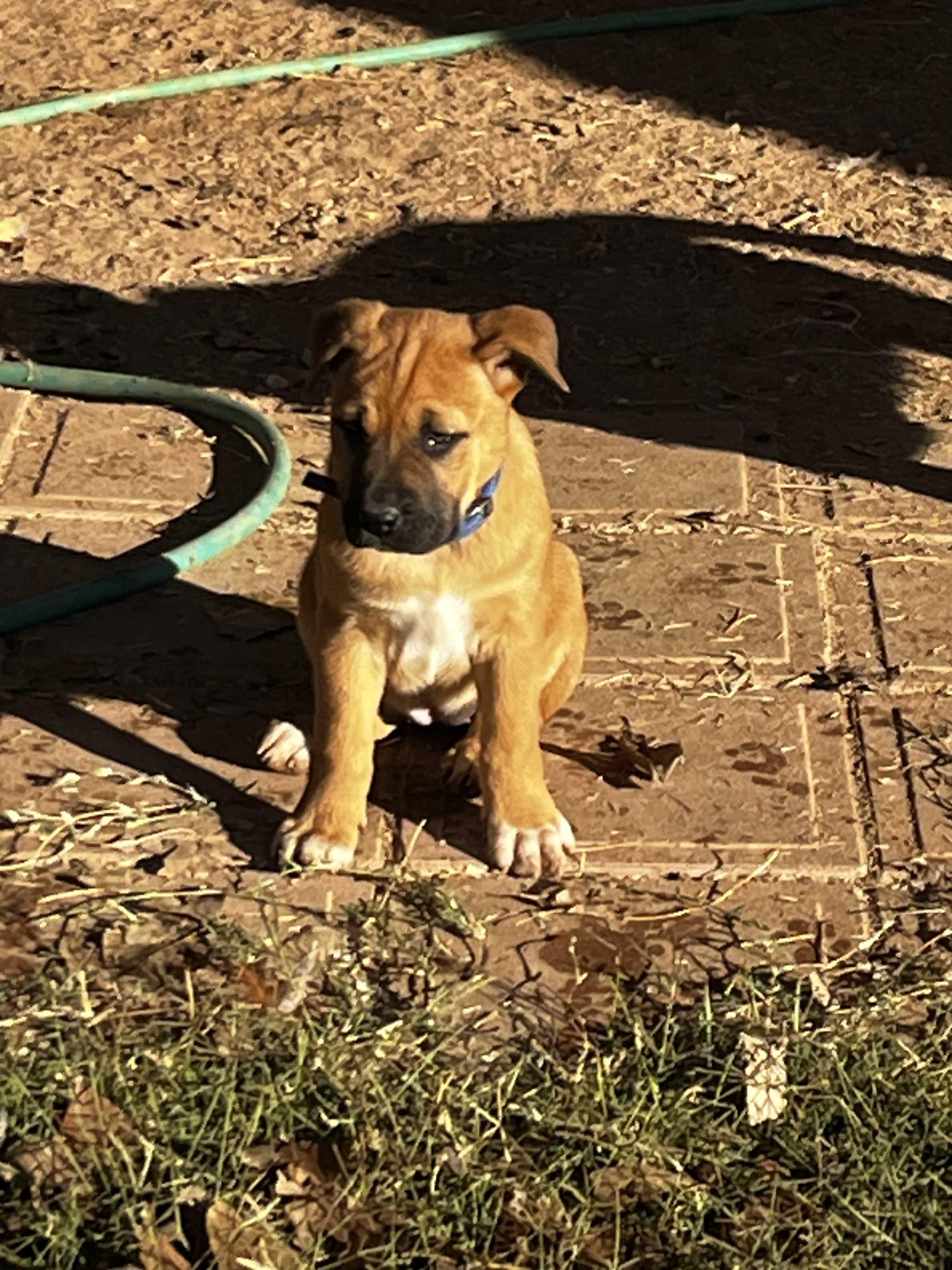 Enlarge Hank, a Adoptable mixed breed in Gilbert, AZ image 2/4