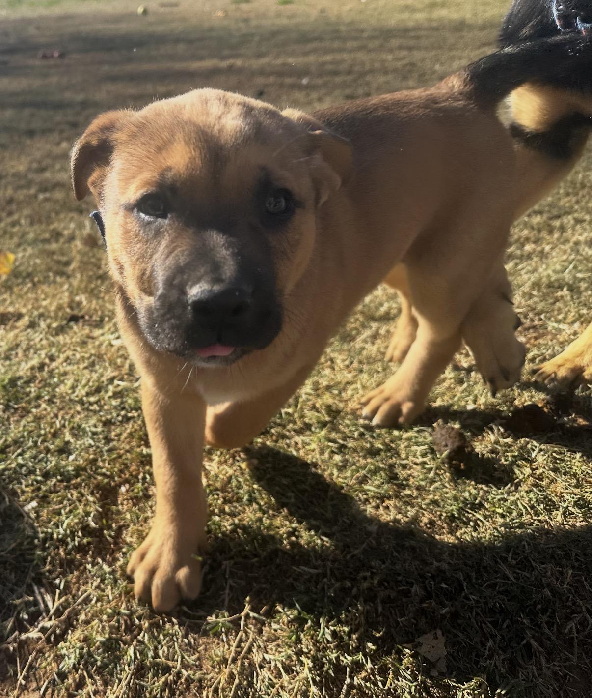Enlarge Hank, a Adoptable mixed breed in Gilbert, AZ image 3/4