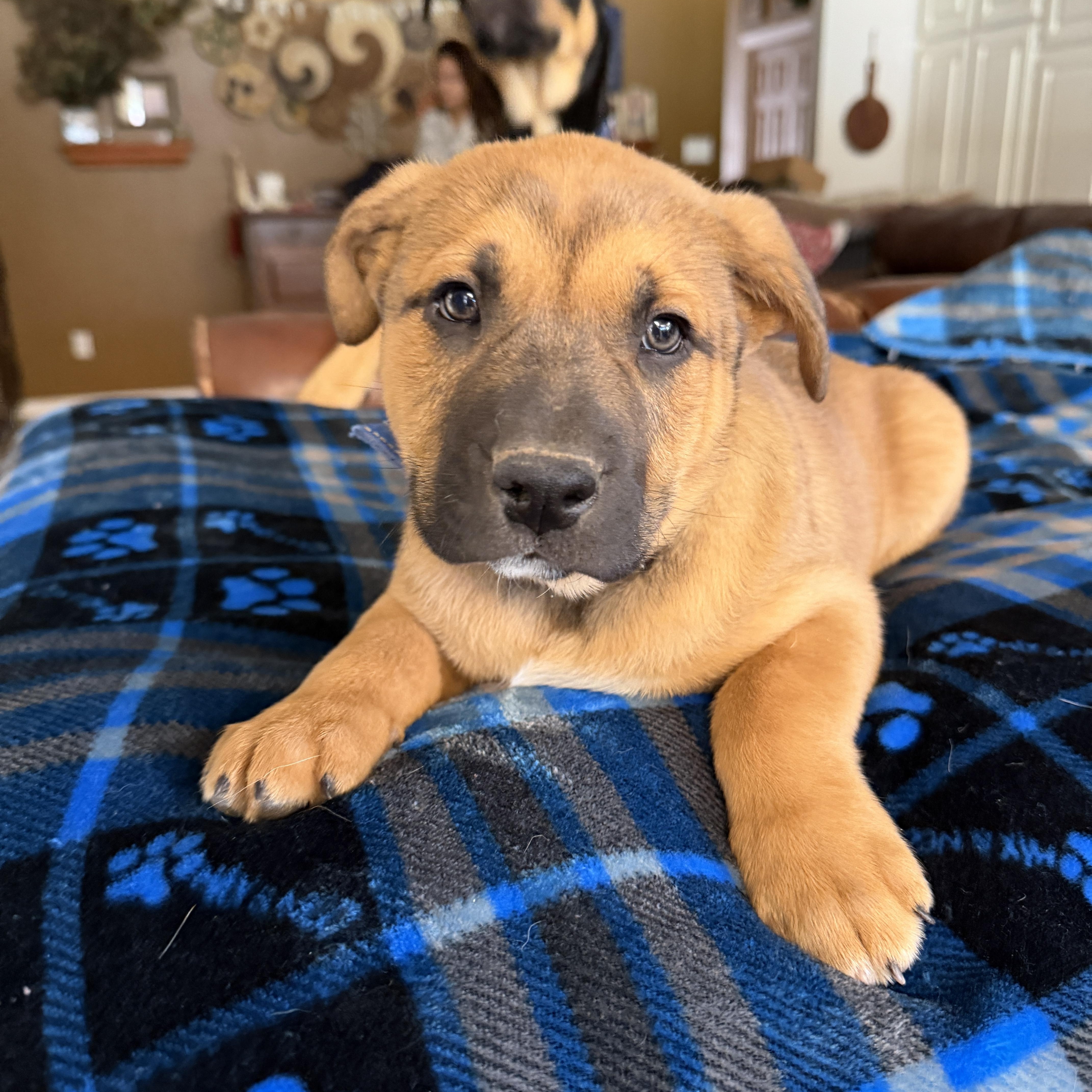 Enlarge Hank, a Adoptable mixed breed in Gilbert, AZ image 1/4
