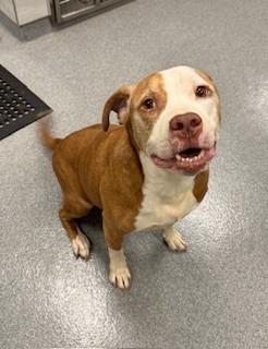 Enlarge Batman Yrly 152, a Adopted mixed breed in Sidney, OH image 1/2