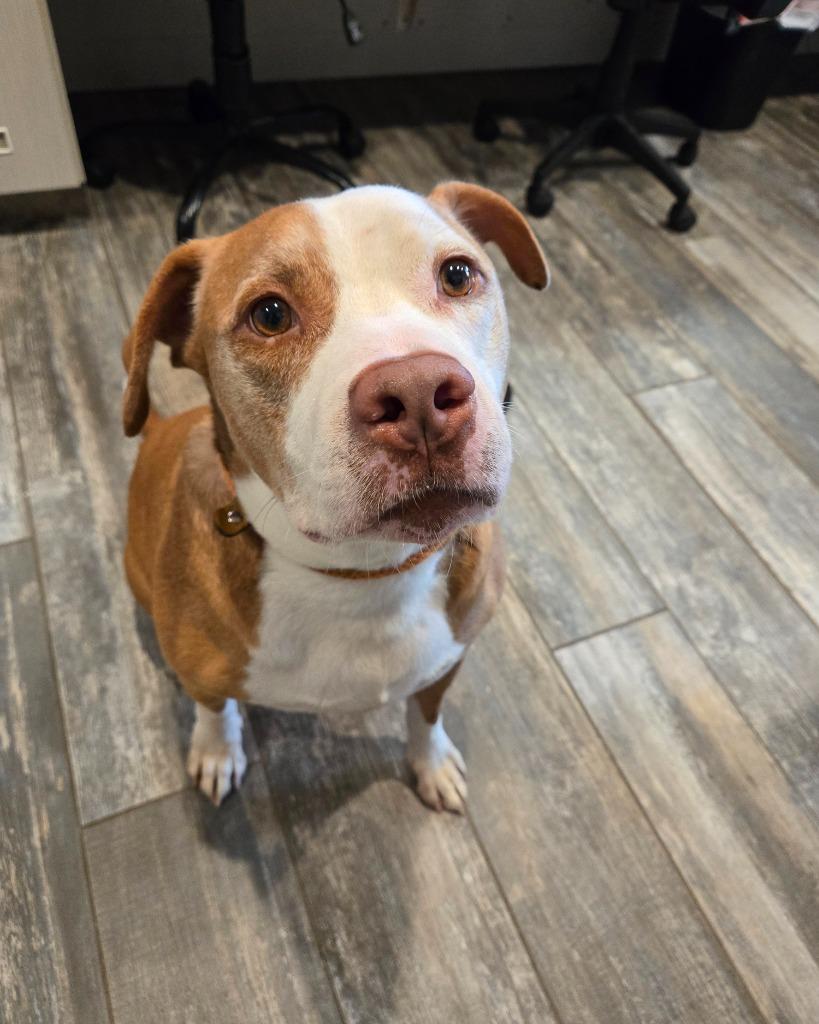 Enlarge Batman Yrly 152, a Adopted mixed breed in Sidney, OH image 2/2