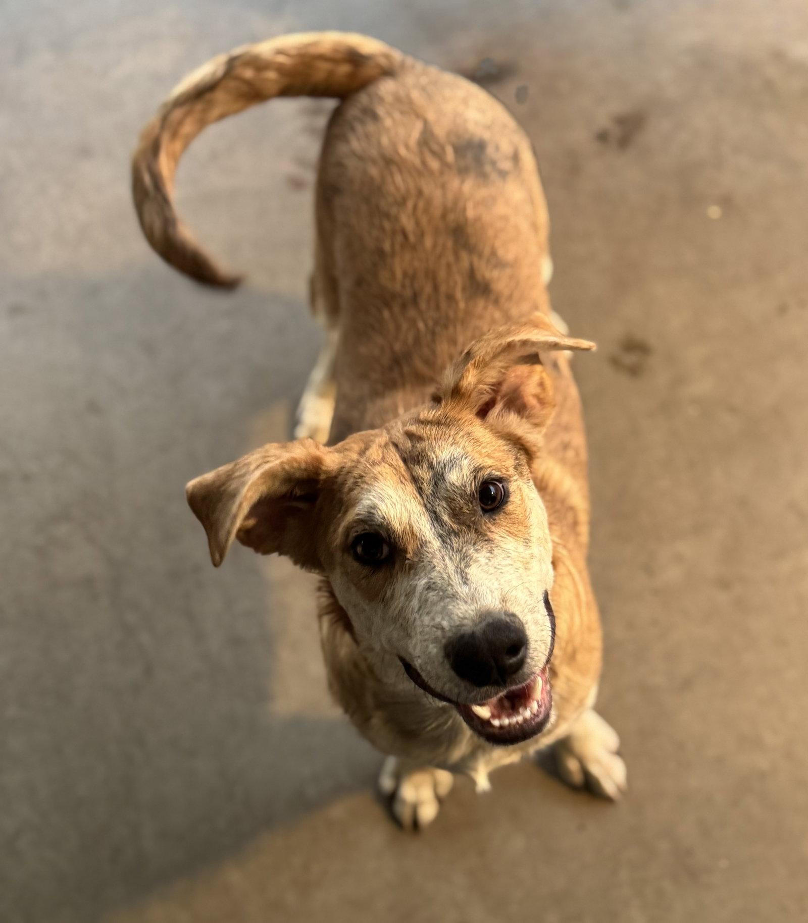 Bingo, Adoptable, Young Male Catahoula Leopard Dog.