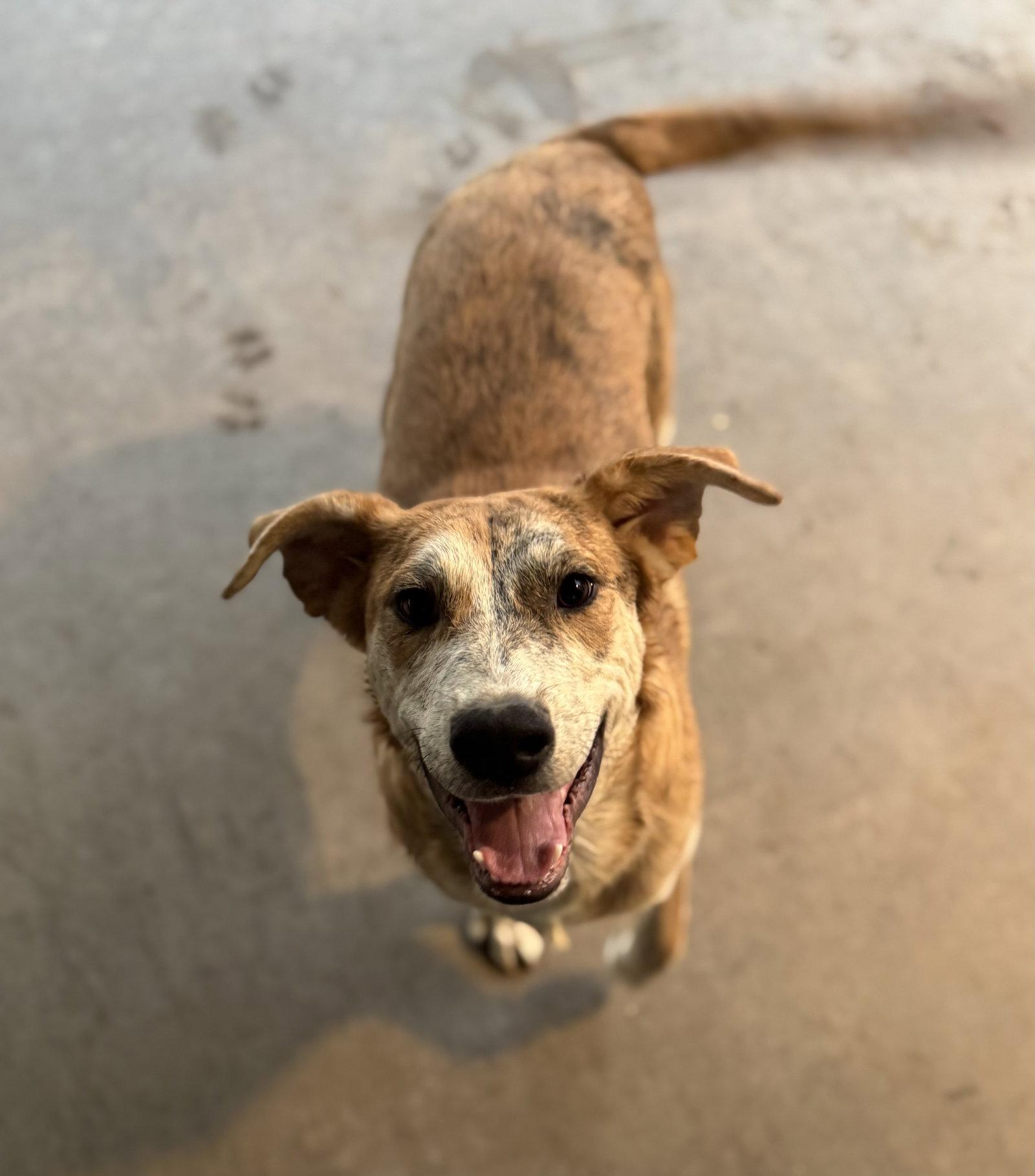 Enlarge Bingo, a Adoptable Catahoula Leopard Dog in PHOENIX, AZ image 2/2