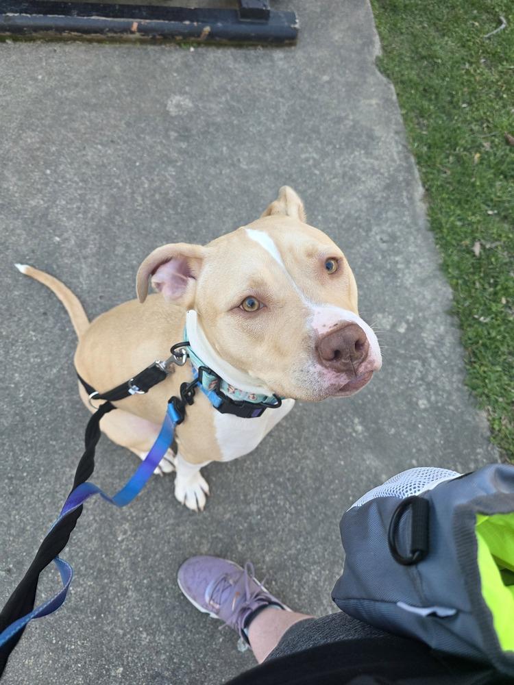 Enlarge Halo, a Adoptable Pit Bull Terrier in New Albany, OH image 1/4