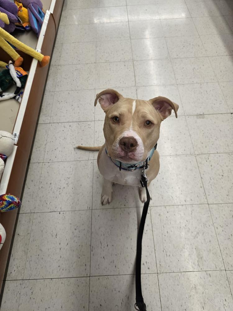 Enlarge Halo, a Adoptable Pit Bull Terrier in New Albany, OH image 2/4