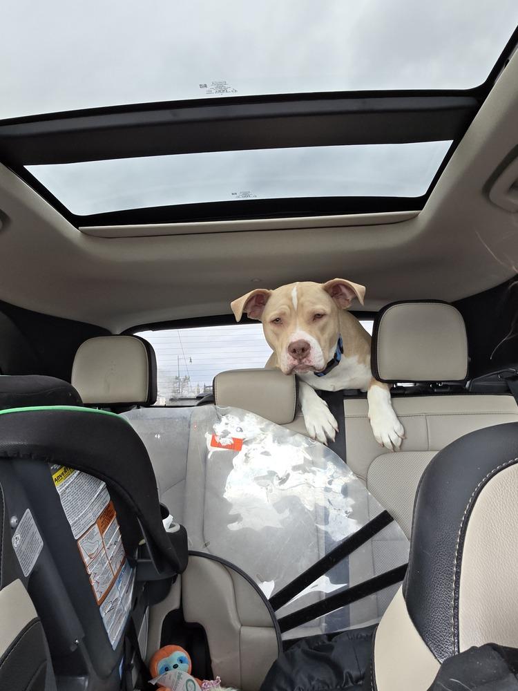Enlarge Halo, a Adoptable Pit Bull Terrier in New Albany, OH image 3/4