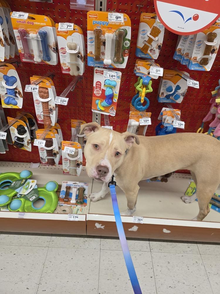 Enlarge Halo, a Adoptable Pit Bull Terrier in New Albany, OH image 4/4