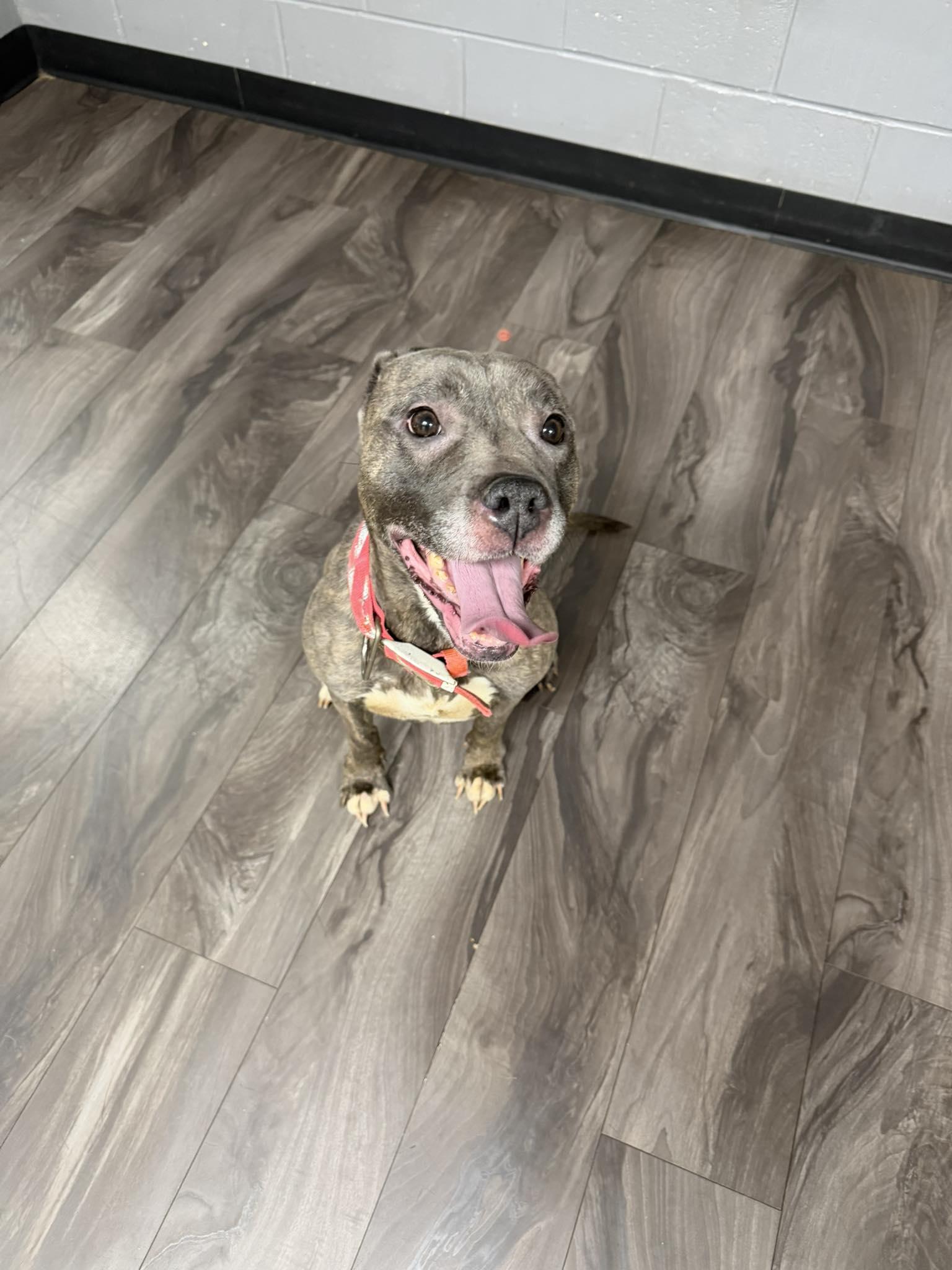 Enlarge Quinn, a ADOPTABLE Pit Bull Terrier in Trenton, NJ image 1/1