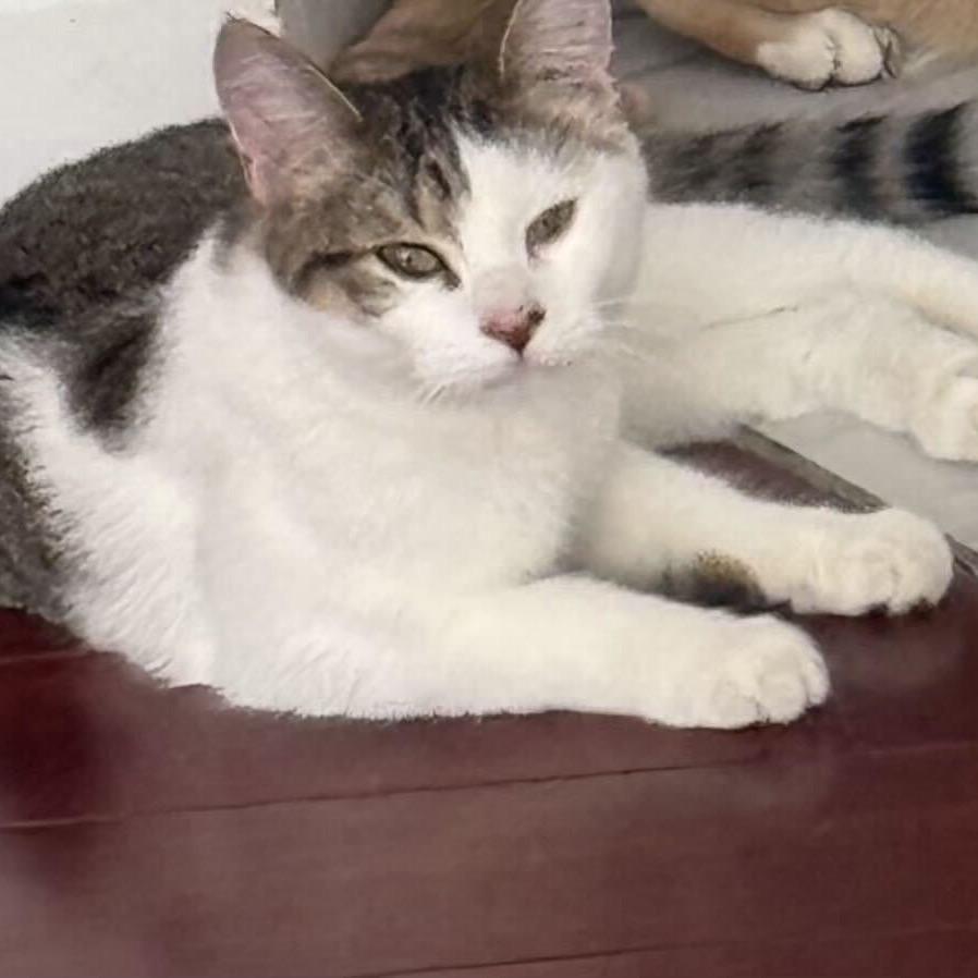 Kobe, Adoptable, Adult Male Domestic Short Hair.