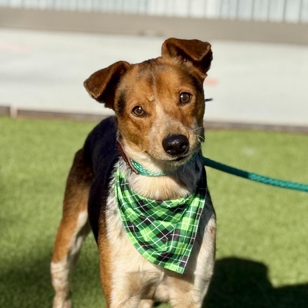 Enlarge Screech - I am only 23 lbs!, a Adoptable mixed breed in Austin, TX image 3/6