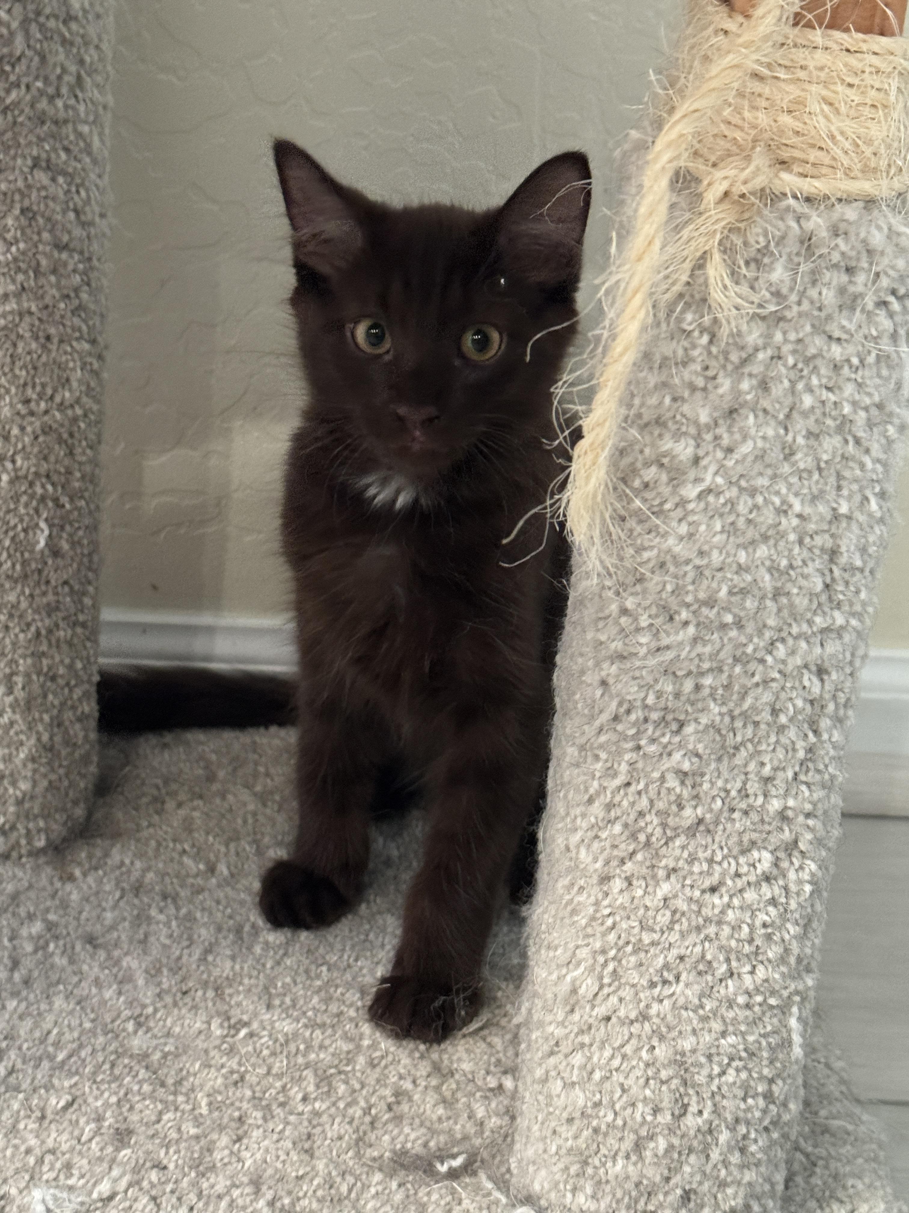 Enlarge Beans, an adopted mixed breed in Youngtown, AZ image 2/3