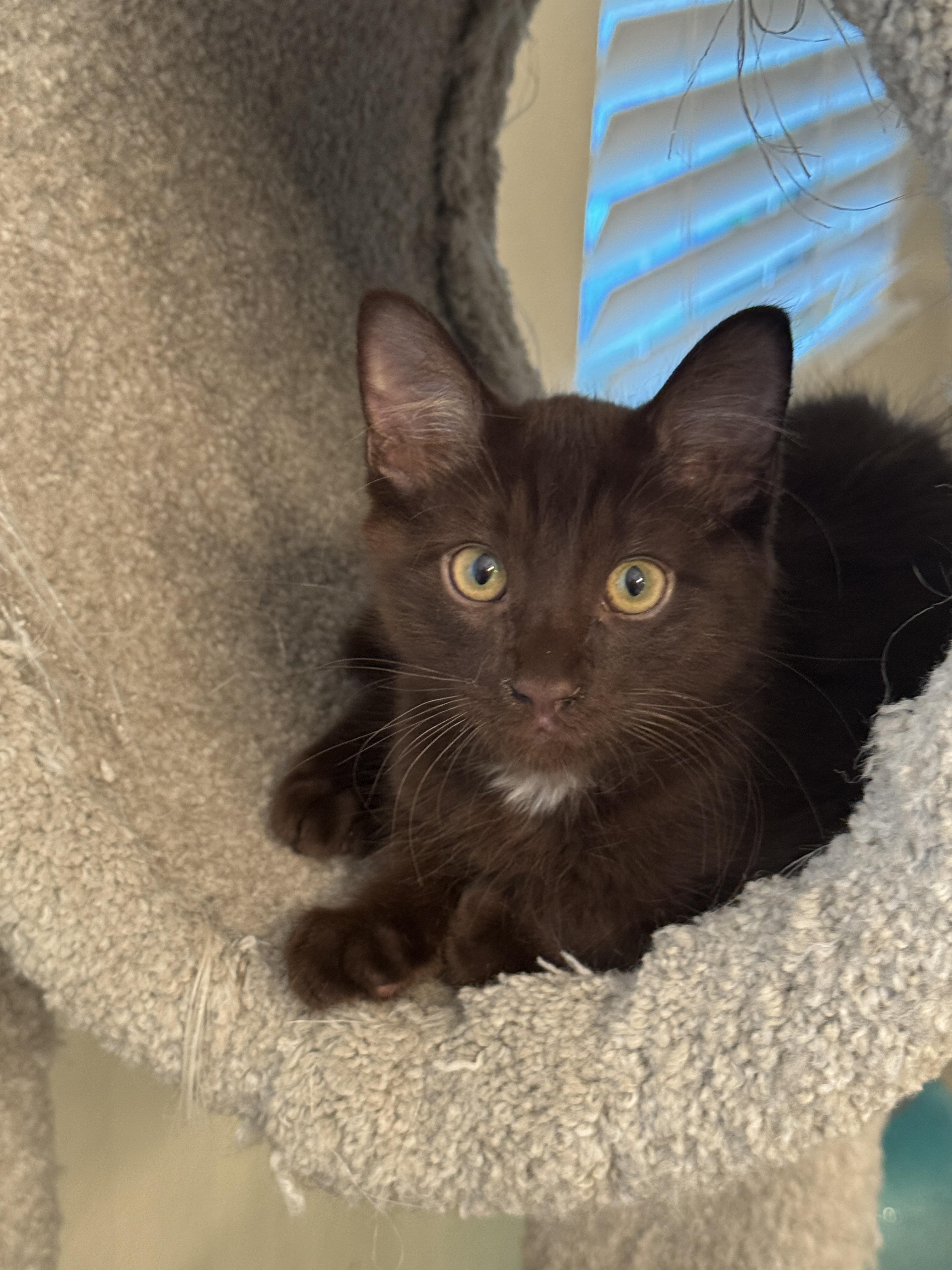 Enlarge Beans, an adopted mixed breed in Youngtown, AZ image 1/3