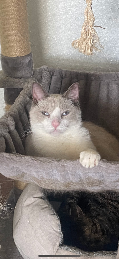 Toby, Adopted, Young Male Siamese & Domestic Short Hair.