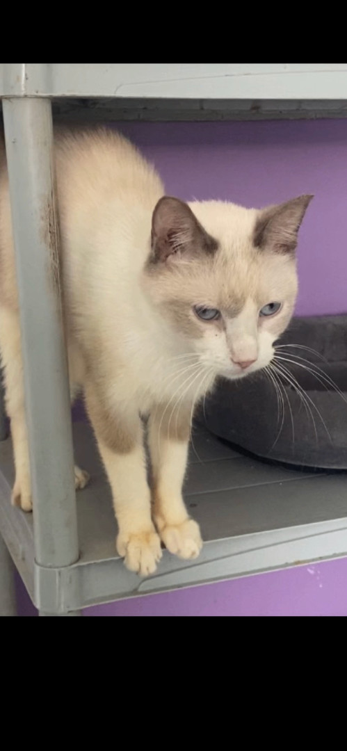 Enlarge Toby, a Adopted mixed breed in Kansas City, MO image 2/3