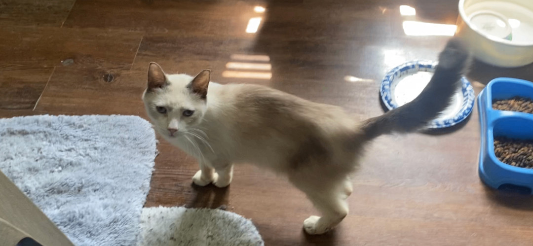 Enlarge Toby, a Adopted mixed breed in Kansas City, MO image 3/3