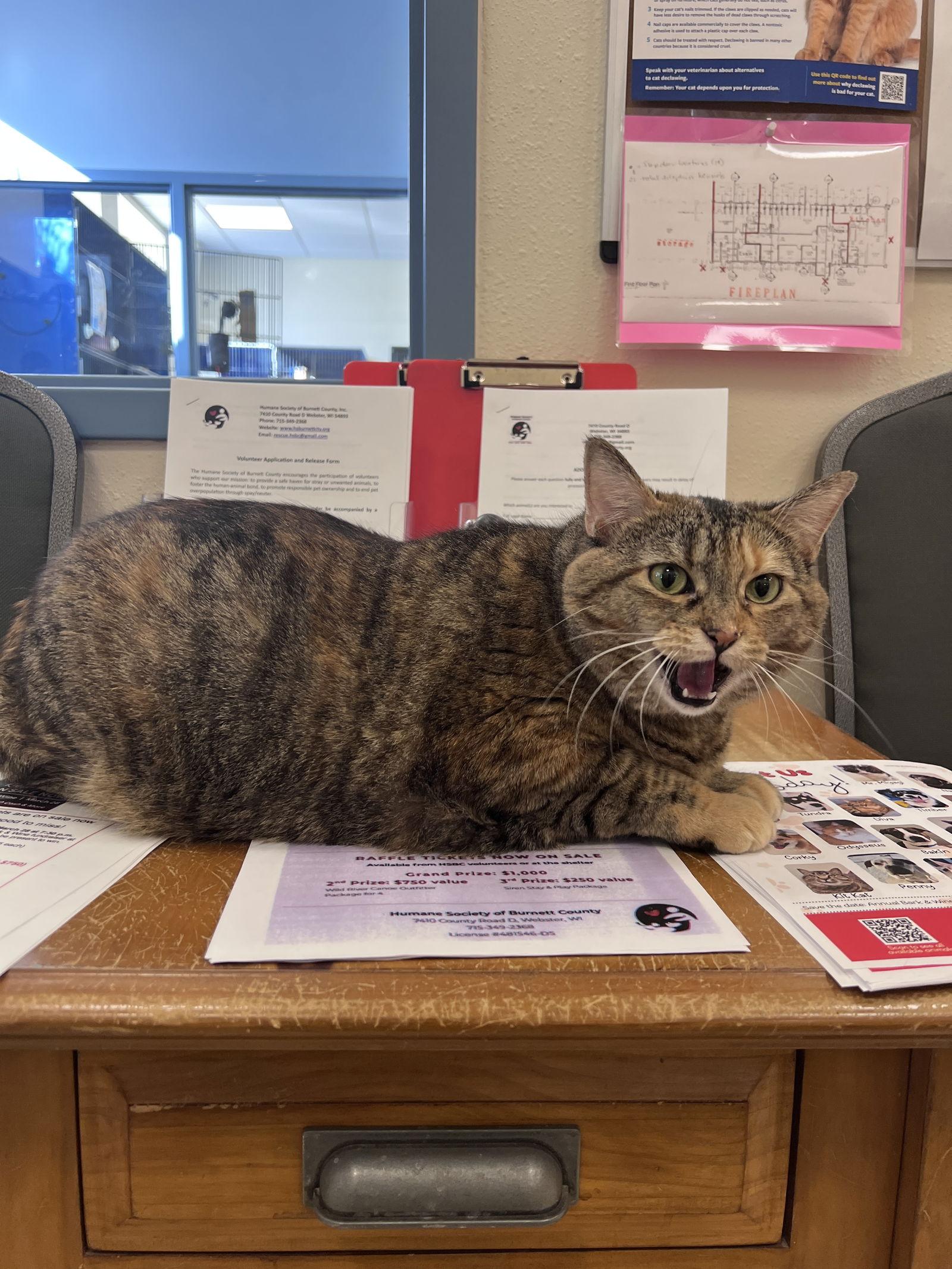 Spider, Adoptable, Adult Female Domestic Short Hair.