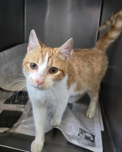 Sir Duncan, Adopted, Young Male Domestic Short Hair.