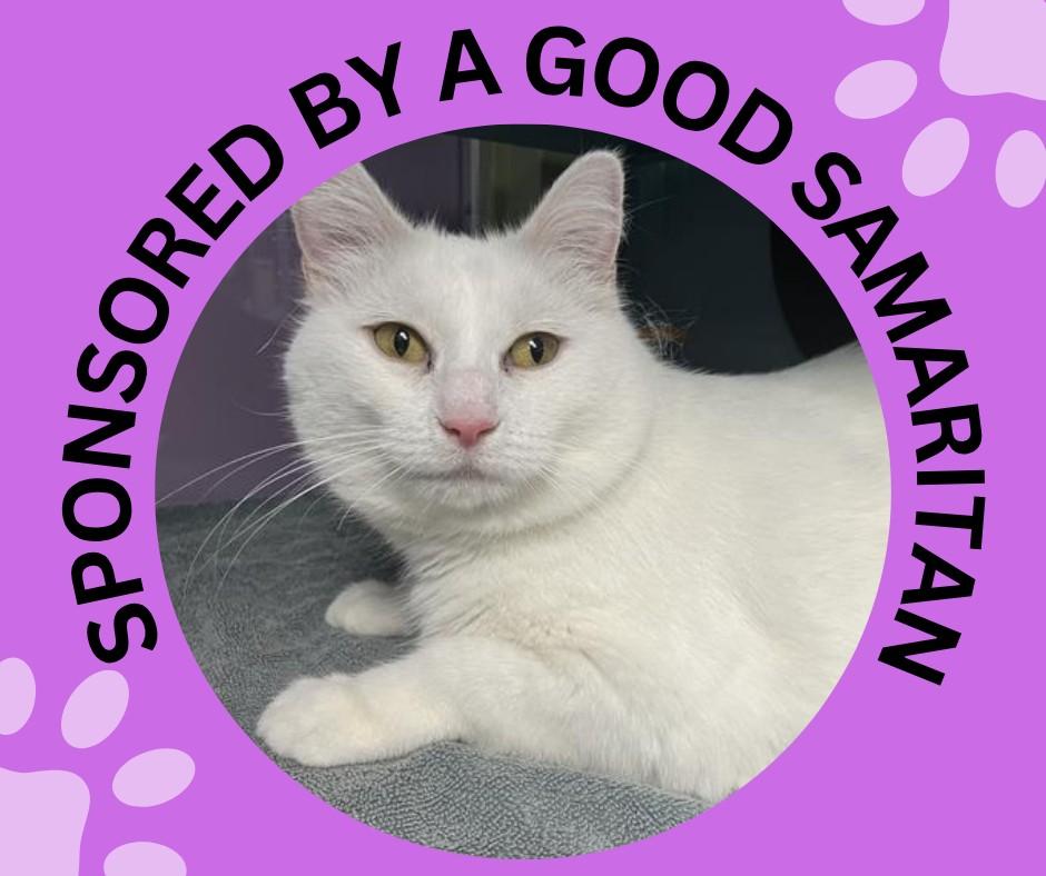 WILLOW, Adoptable, Adult Female American Shorthair & Siamese.