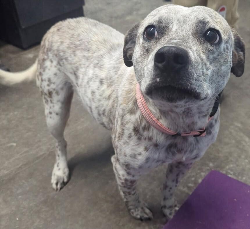 Catahoula, a Adopted mixed breed in Evansville, IN image 1/3