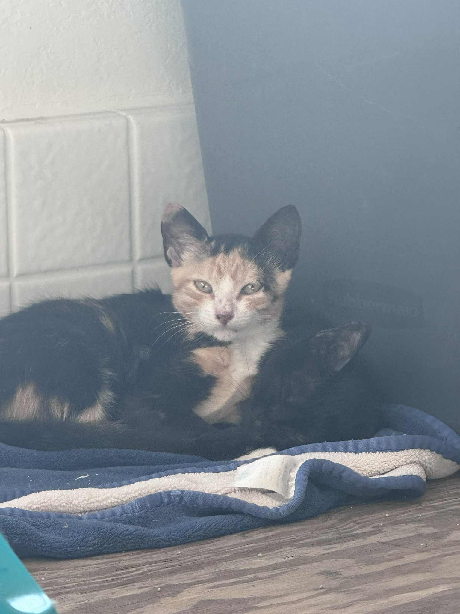 Taylor, a Adoptable Domestic Short Hair in Mansfield, TX image 1/6