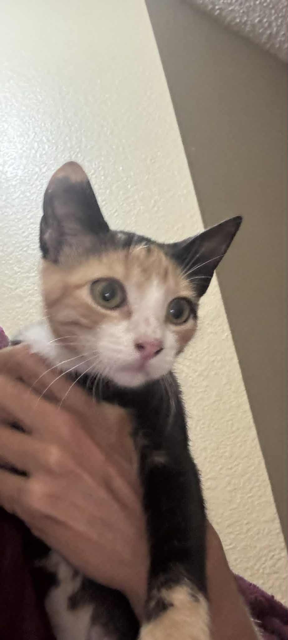 Taylor, a Adoptable Domestic Short Hair in Mansfield, TX image 2/6