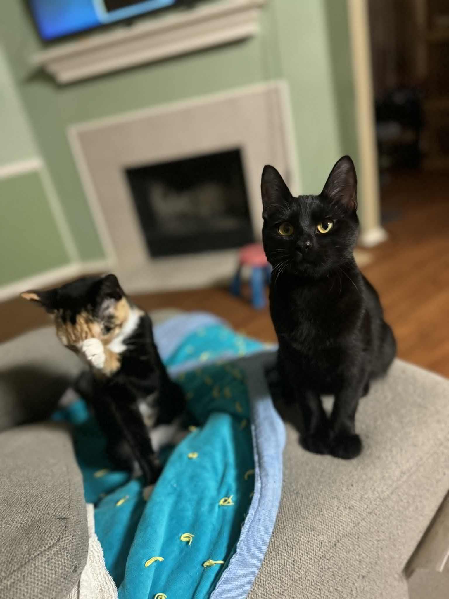 Taylor, a Adoptable Domestic Short Hair in Mansfield, TX image 3/6