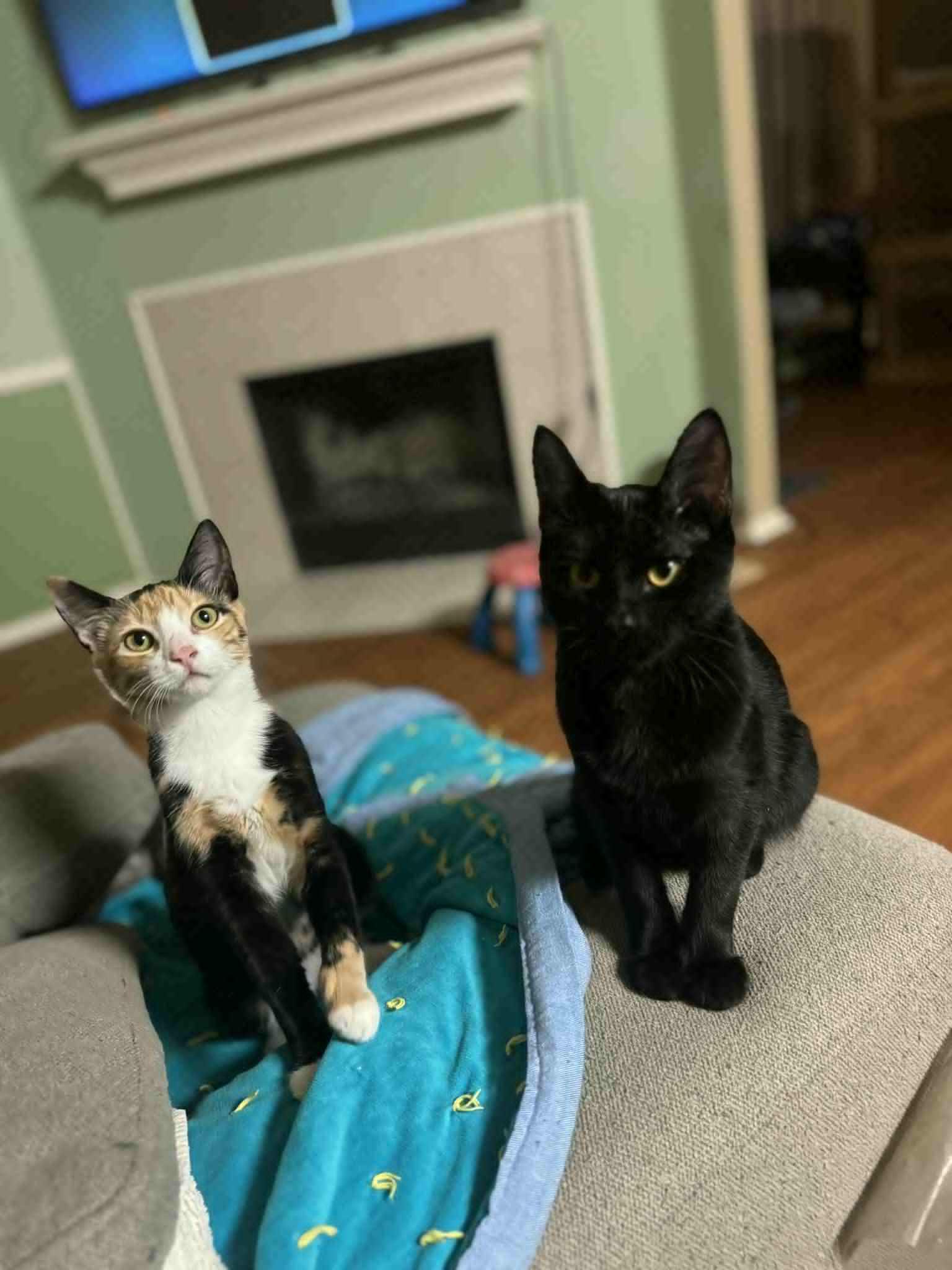 Taylor, a Adoptable Domestic Short Hair in Mansfield, TX image 4/6