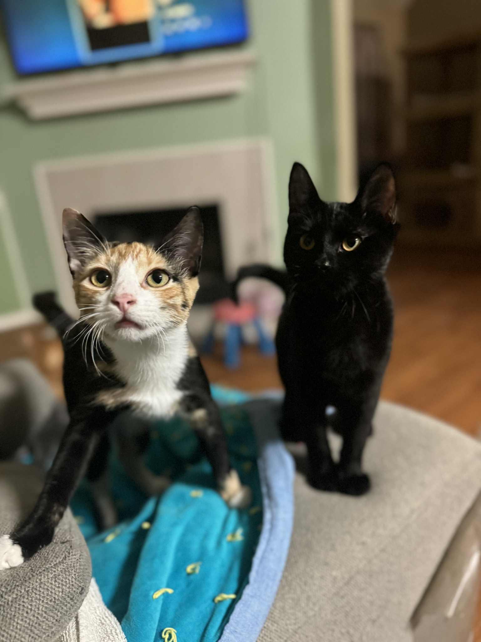 Taylor, a Adoptable Domestic Short Hair in Mansfield, TX image 5/6