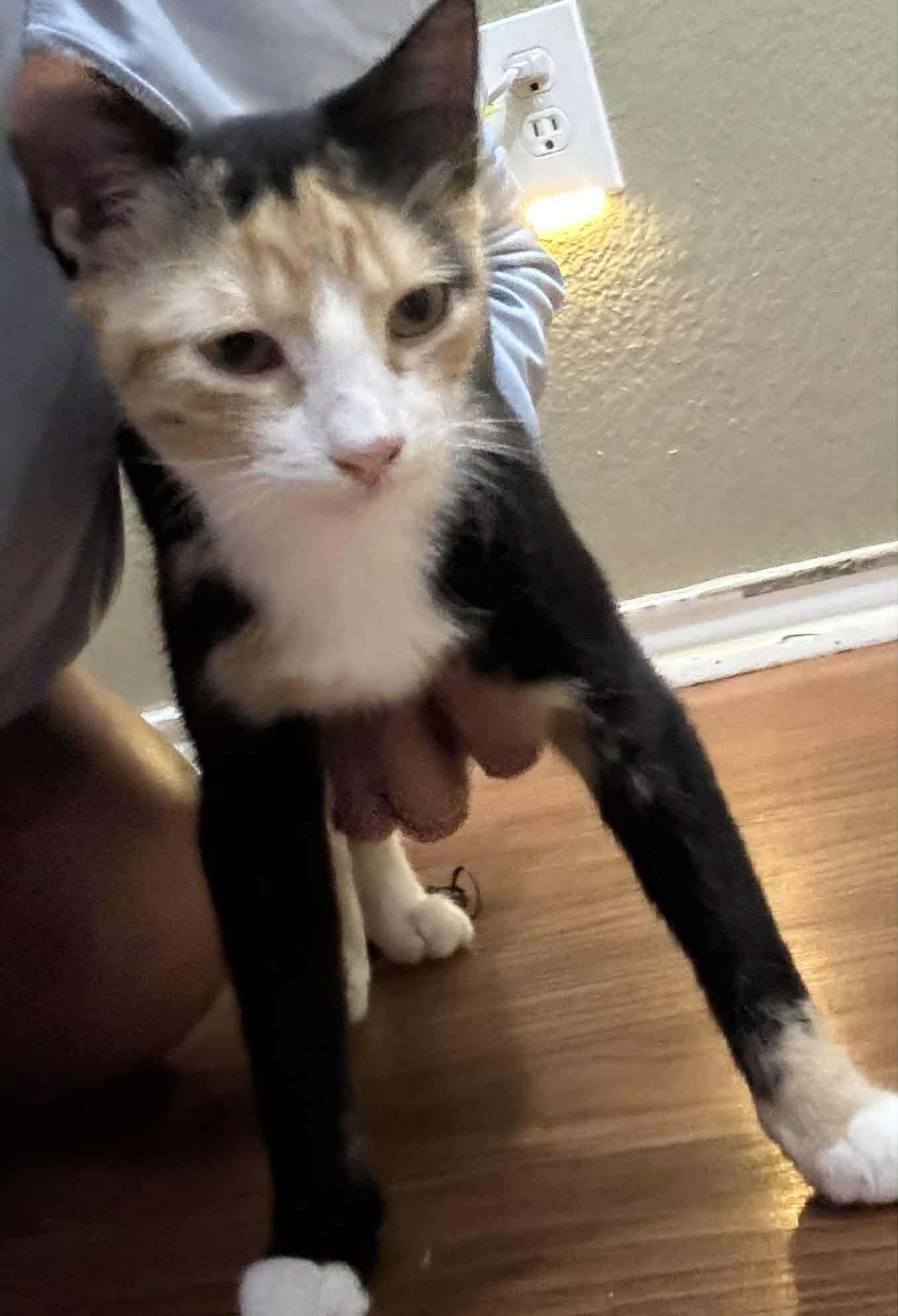 Taylor, a Adoptable Domestic Short Hair in Mansfield, TX image 6/6