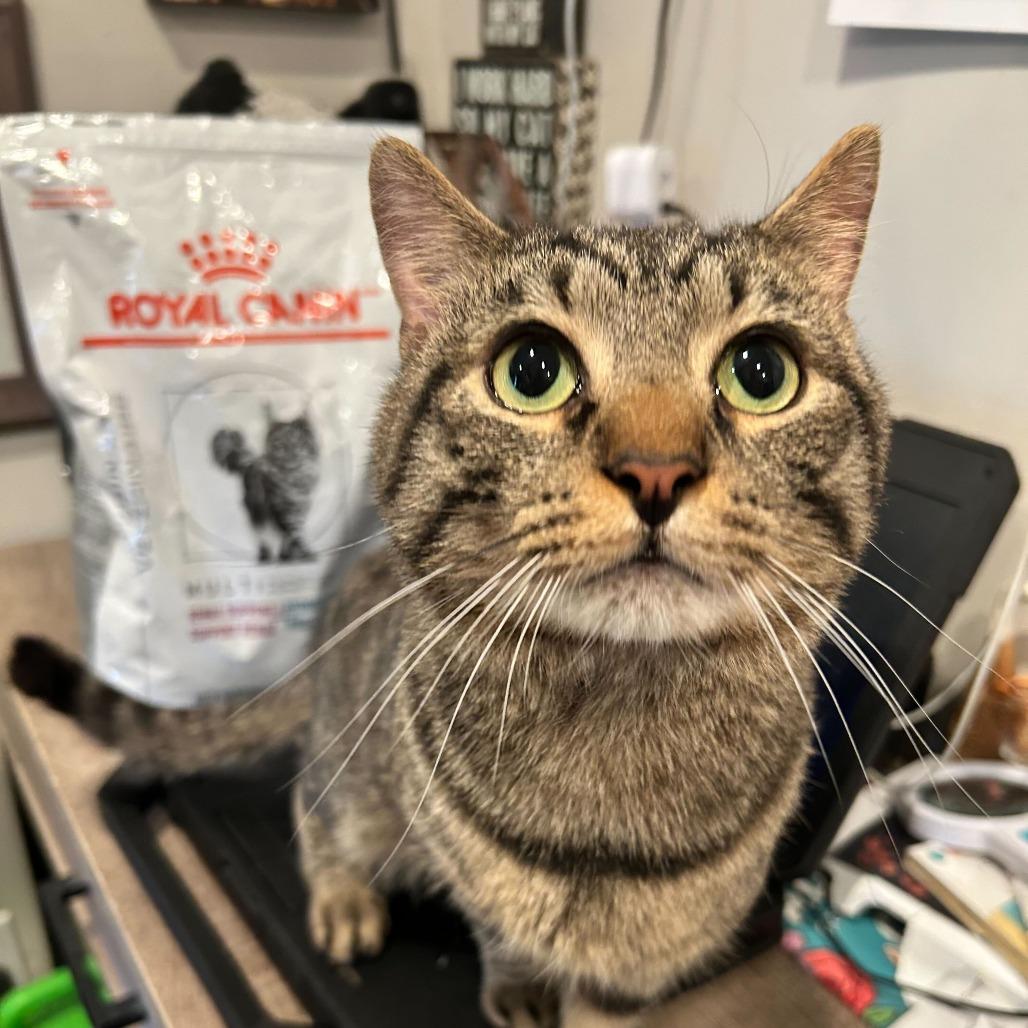 Swag, a Adoptable Domestic Short Hair in Alexandria, VA image 3/3