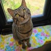 Enlarge Swag, a Adoptable Domestic Short Hair in Alexandria, VA image 3/3