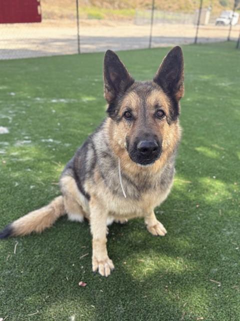 ZION, Adoptable, Adult Male German Shepherd Dog.