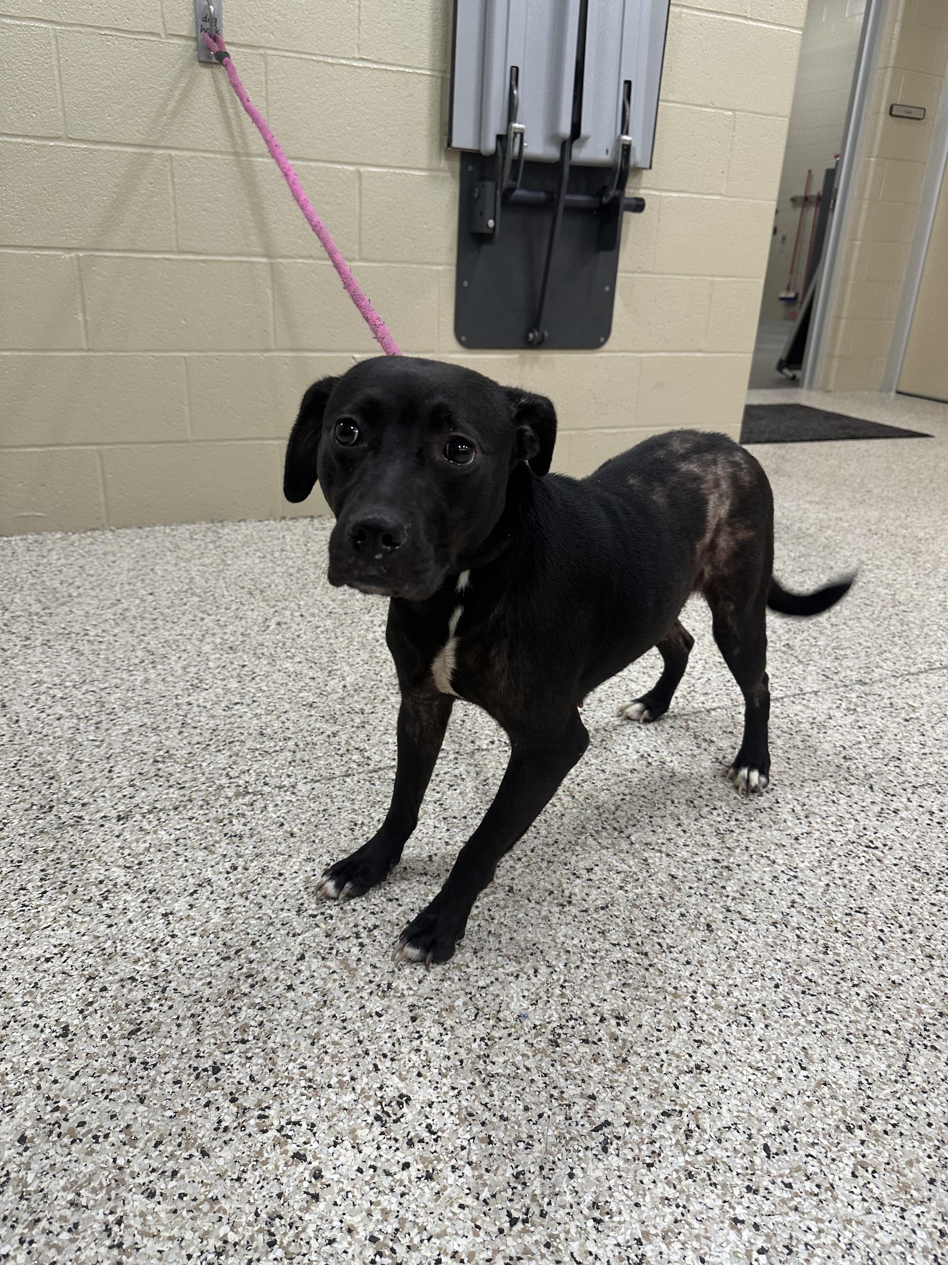 Carmen, a ADOPTABLE mixed breed in Youngstown, OH image 4/5