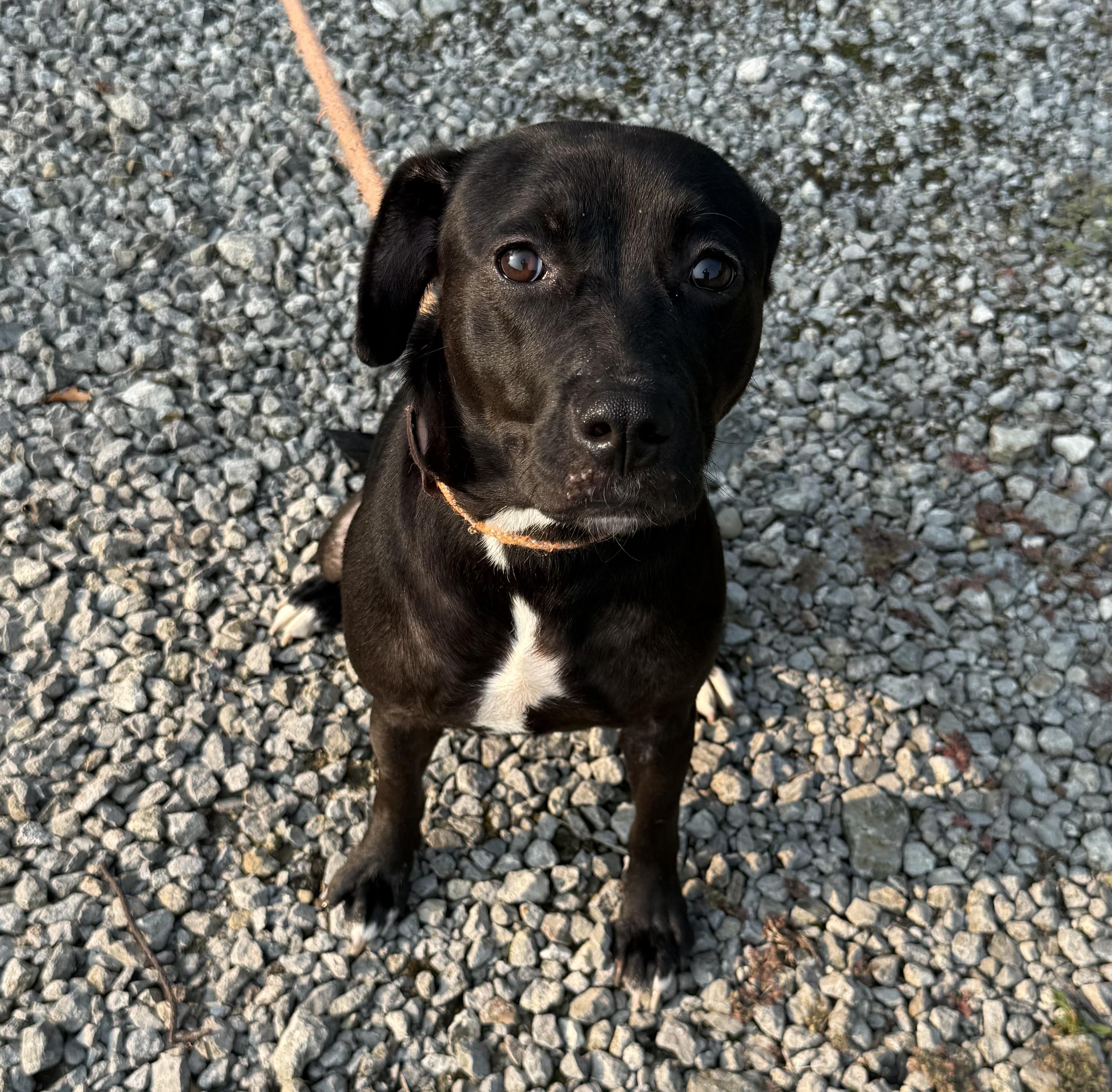 Carmen, a ADOPTABLE mixed breed in Youngstown, OH image 1/5