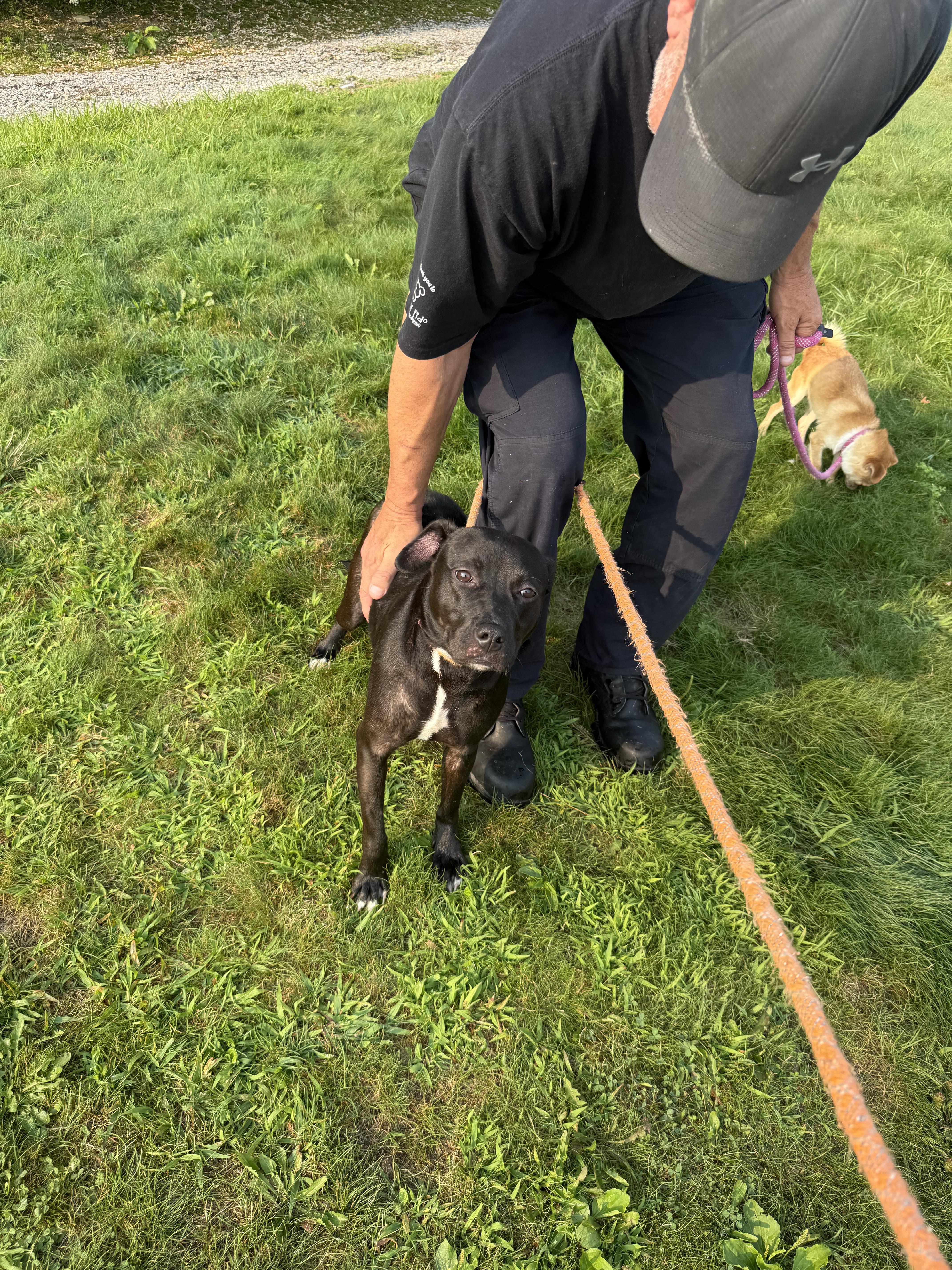 Carmen, a ADOPTABLE mixed breed in Youngstown, OH image 3/5