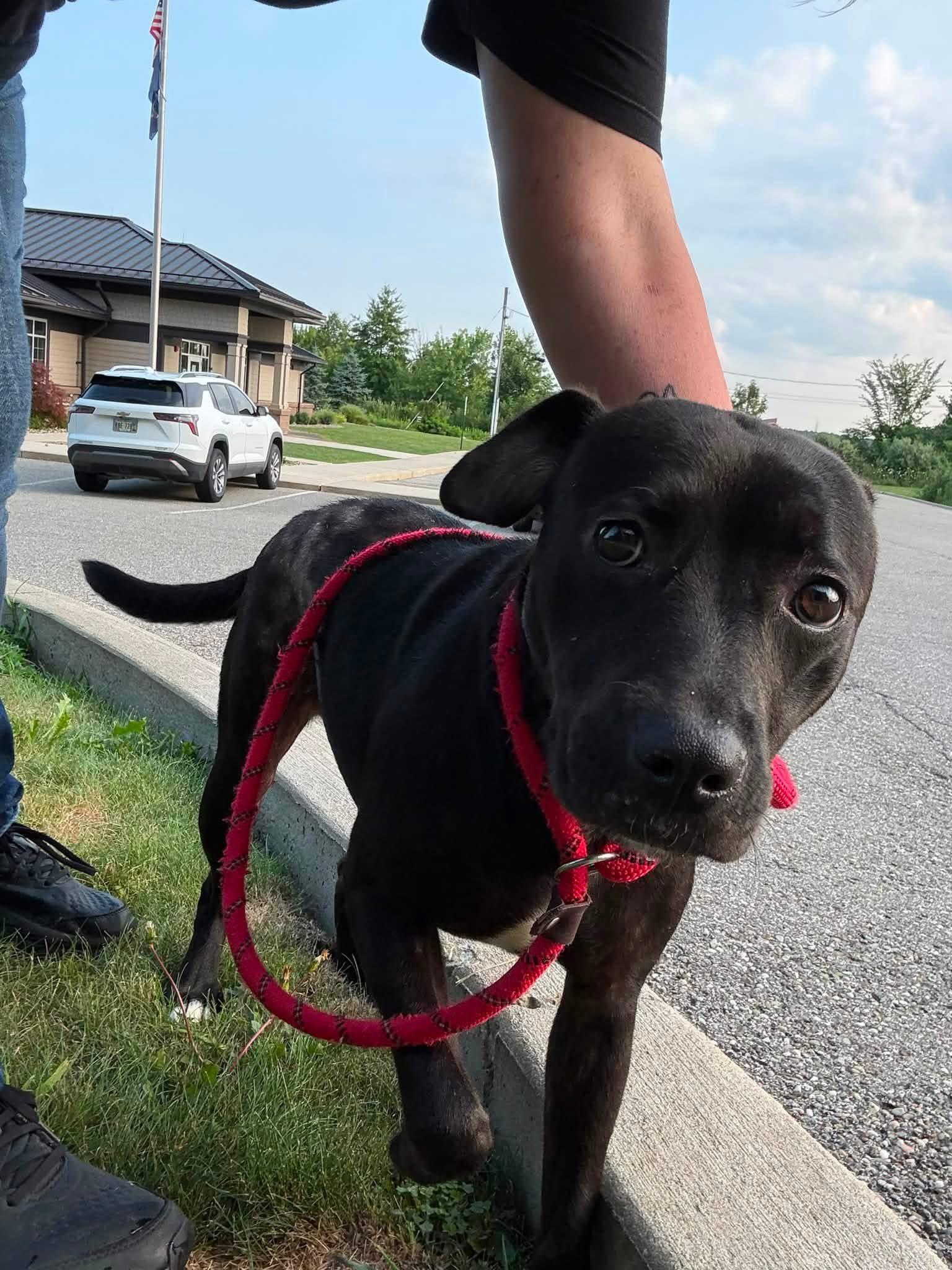 Carmen, a ADOPTABLE mixed breed in Youngstown, OH image 5/5