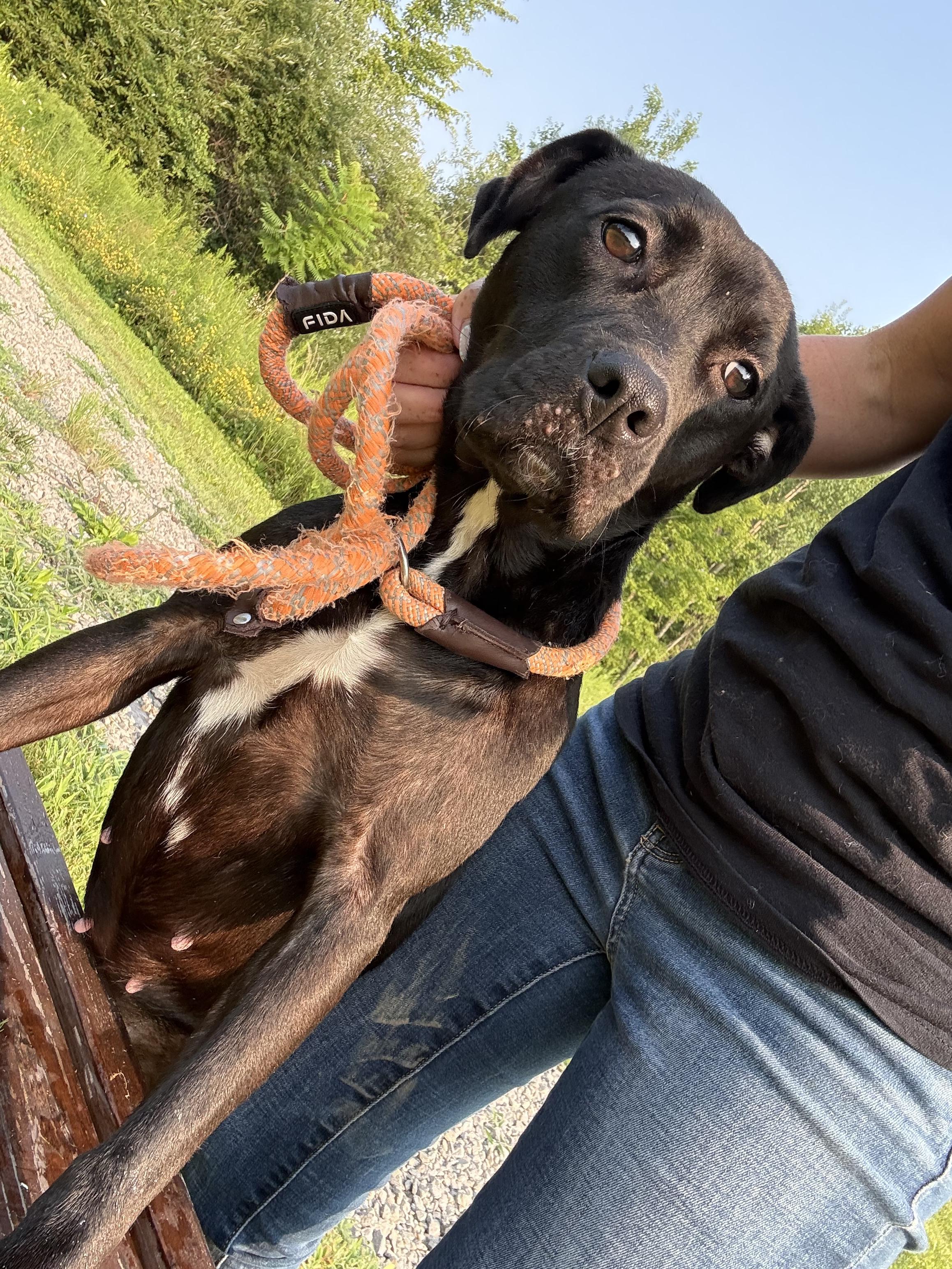 Carmen, a ADOPTABLE mixed breed in Youngstown, OH image 2/5
