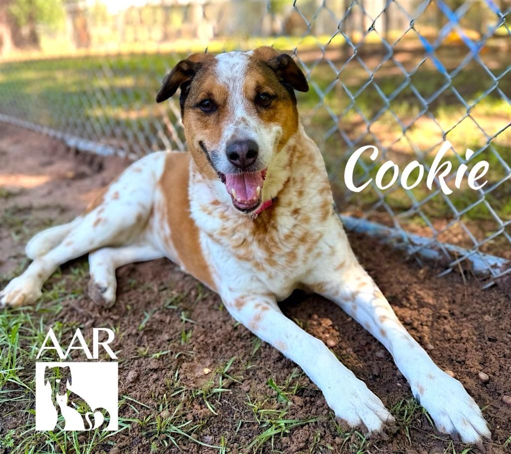 Cookie, Adoptable, Senior Female Australian Cattle Dog / Blue Heeler & Coonhound.