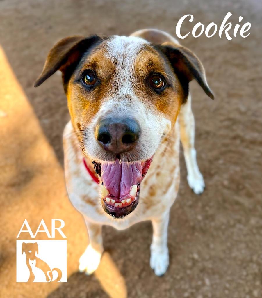 Cookie, a Adoptable mixed breed in Magnolia, TX image 2/5