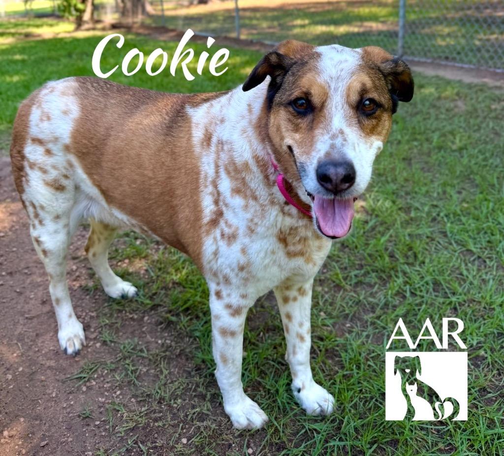 Cookie, a Adoptable mixed breed in Magnolia, TX image 3/5