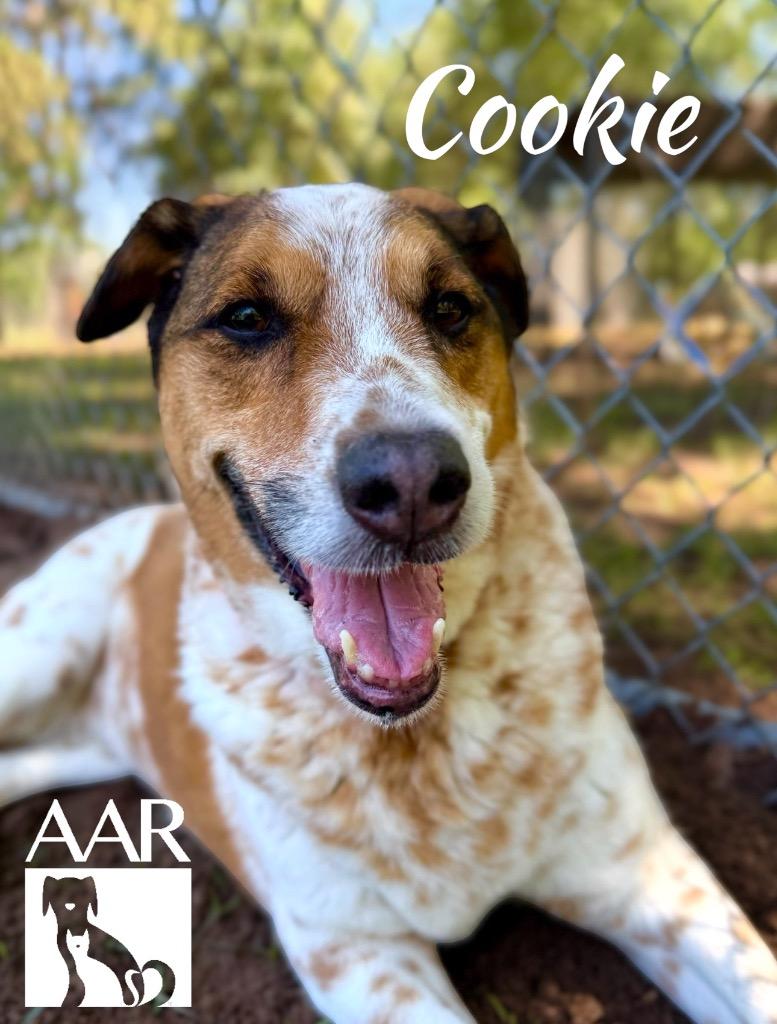 Cookie, a Adoptable mixed breed in Magnolia, TX image 4/5