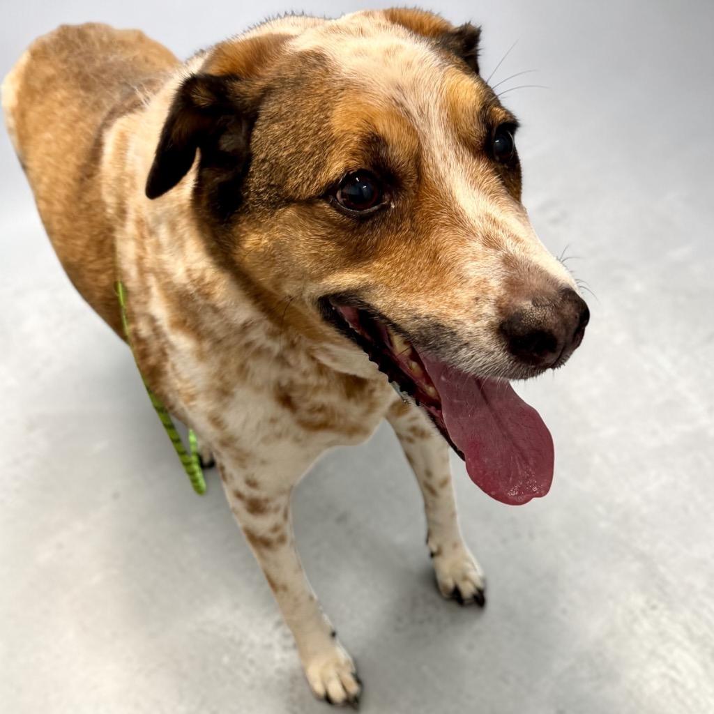 Cookie, a Adoptable mixed breed in Magnolia, TX image 5/5