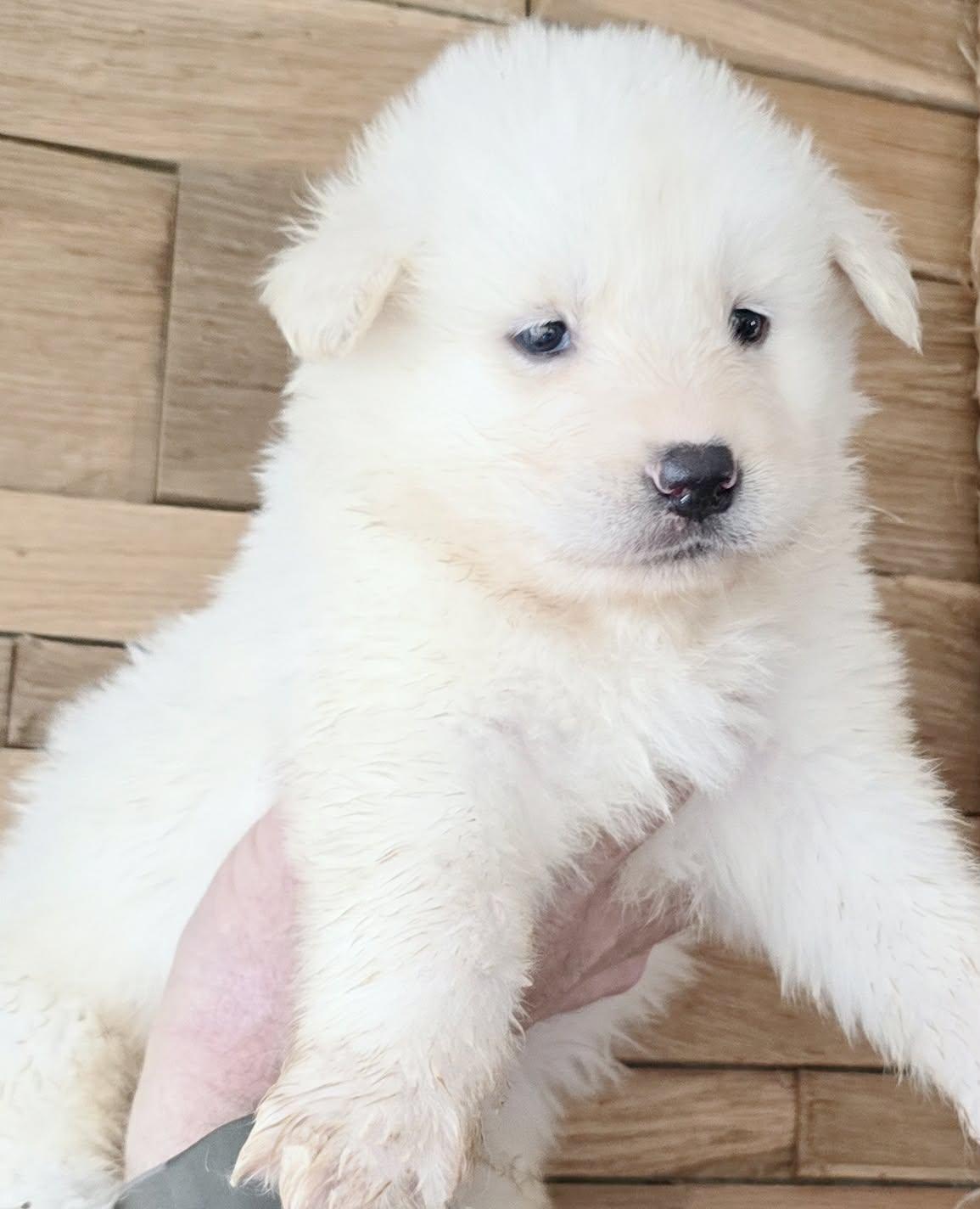 Enlarge Marterat, a Adoptable mixed breed in Mouth of Wilson, VA image 1/2